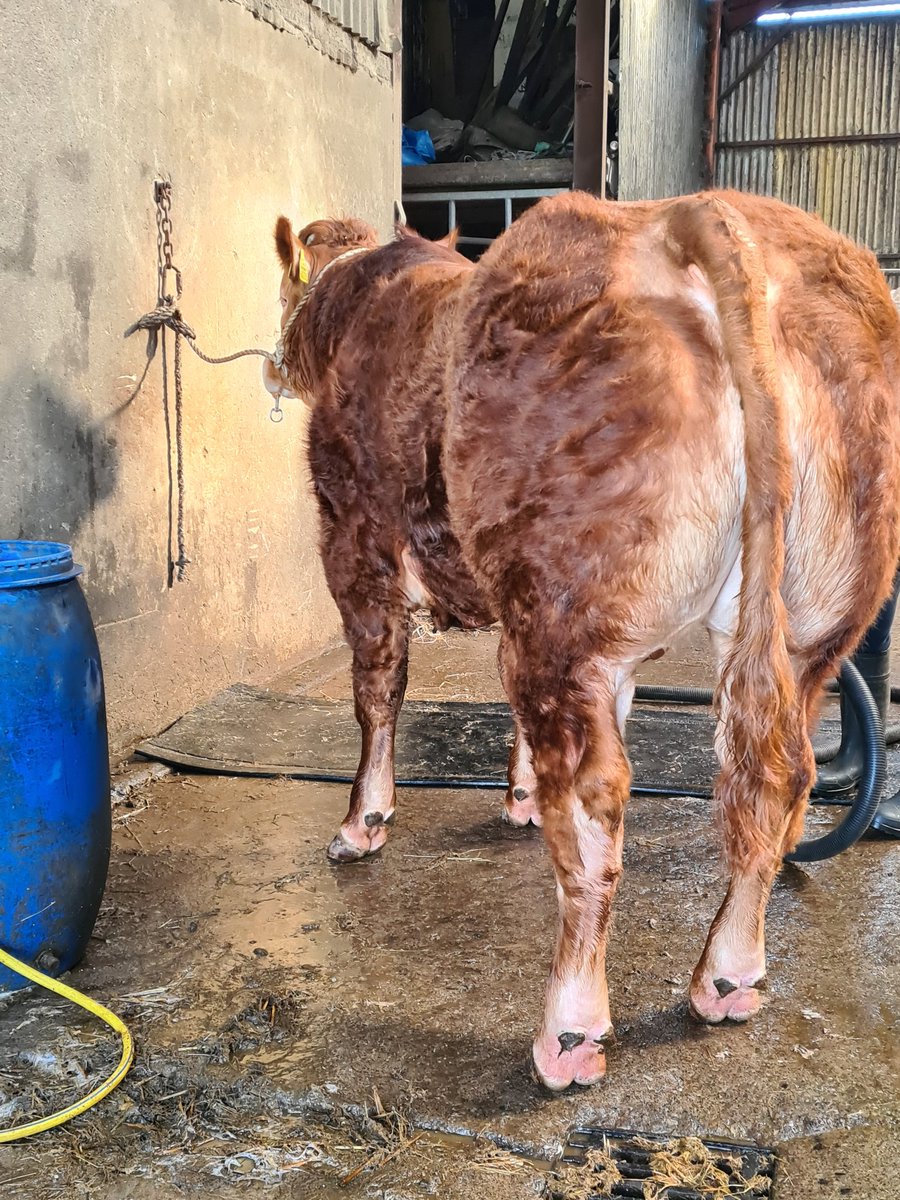 skealon's tweet photo. Lot 24 @irishlimousin premier sale elphin sat march 12th https://t.co/nTWlx0uaZX