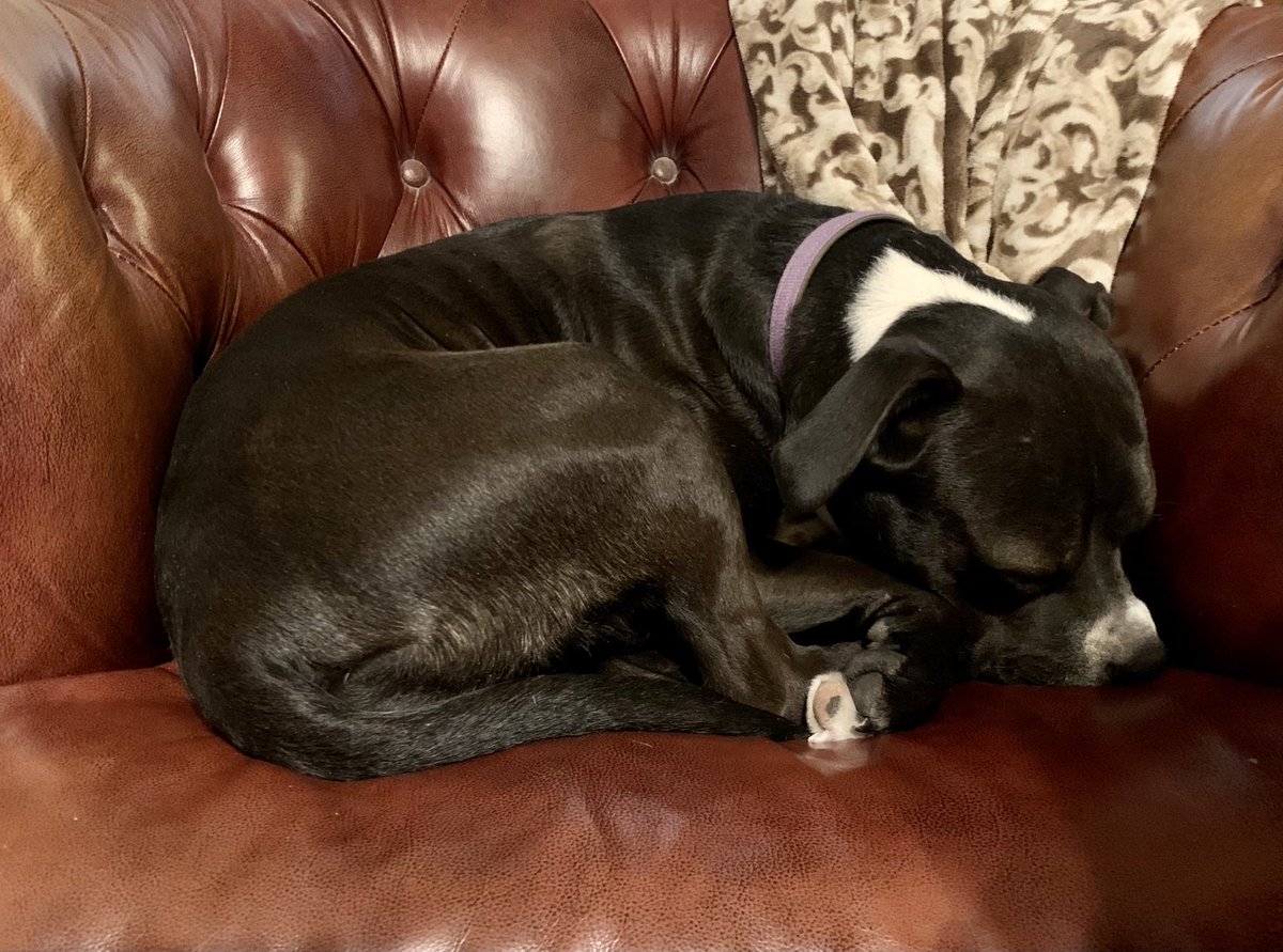 AngusStaffie's tweet photo. So exhausting being this cute…better take a nap https://t.co/8QcDQNkMkI
