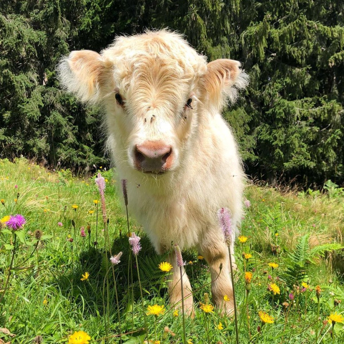 CowoftheDay1's tweet image. 📅 8th March 2022
🐮 Angel
🏷️ Instagram/jennalvonausserwald
💕 #animaloftheday