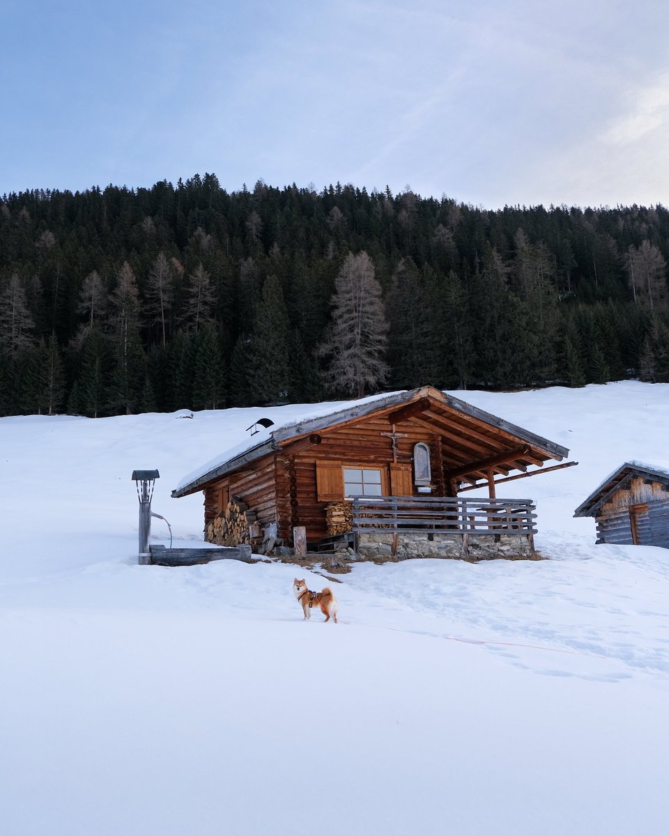 In a week I’ll be back here! Can’t wait! 🥰
#dogphotography #dogsoftwitter #twitterdogcommunity #shiba