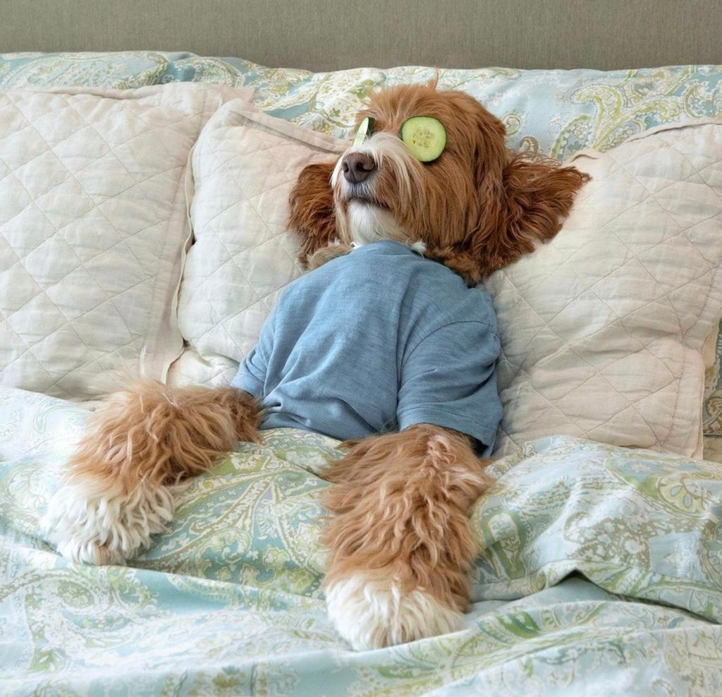 BitchfixChoc's tweet photo. Put your phone on "Do Not Disturb" because it's #NationalDayofUnplugging! 😌

Cred: @reagandoodle #selfcaresunday #unplug #treatyoself #treatyourself #treatyourselfwell #treatyourselfright #selfcareday #cutedog https://t.co/kNUpL251x1