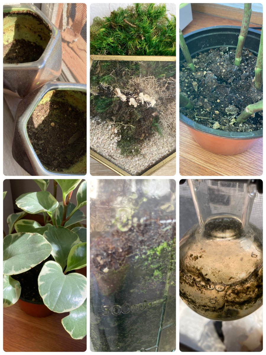 ecowealth_eth's tweet photo. #ProofofEnvironment:
@EverGreenCoin_
Duckweed experiment failed, cold weather. #Duckweed thrives above 70 and sunlight.
#Terrarium always strong, houseplant trimmed some fat but happy. #GardeningTwitter https://t.co/HD90JWG7oZ