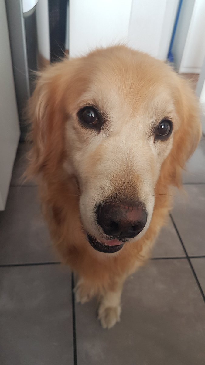 Vagan's tweet photo. Este guapo, Thor. ๐ถ #dogfromhell https://t.co/rBhKnKd5sn