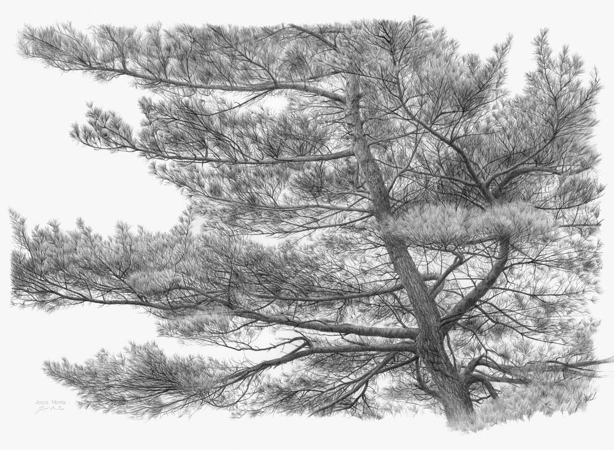 Otherwise known as "The Great Tree of Peace", you will know the White Pine tree by its needle bundles of five.
#borealforest #whitepine #drawings #trees
