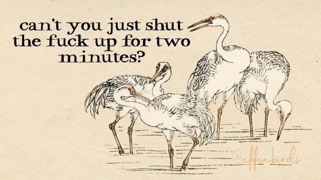 Effin' Birds (@effinbirds) on Twitter photo 
