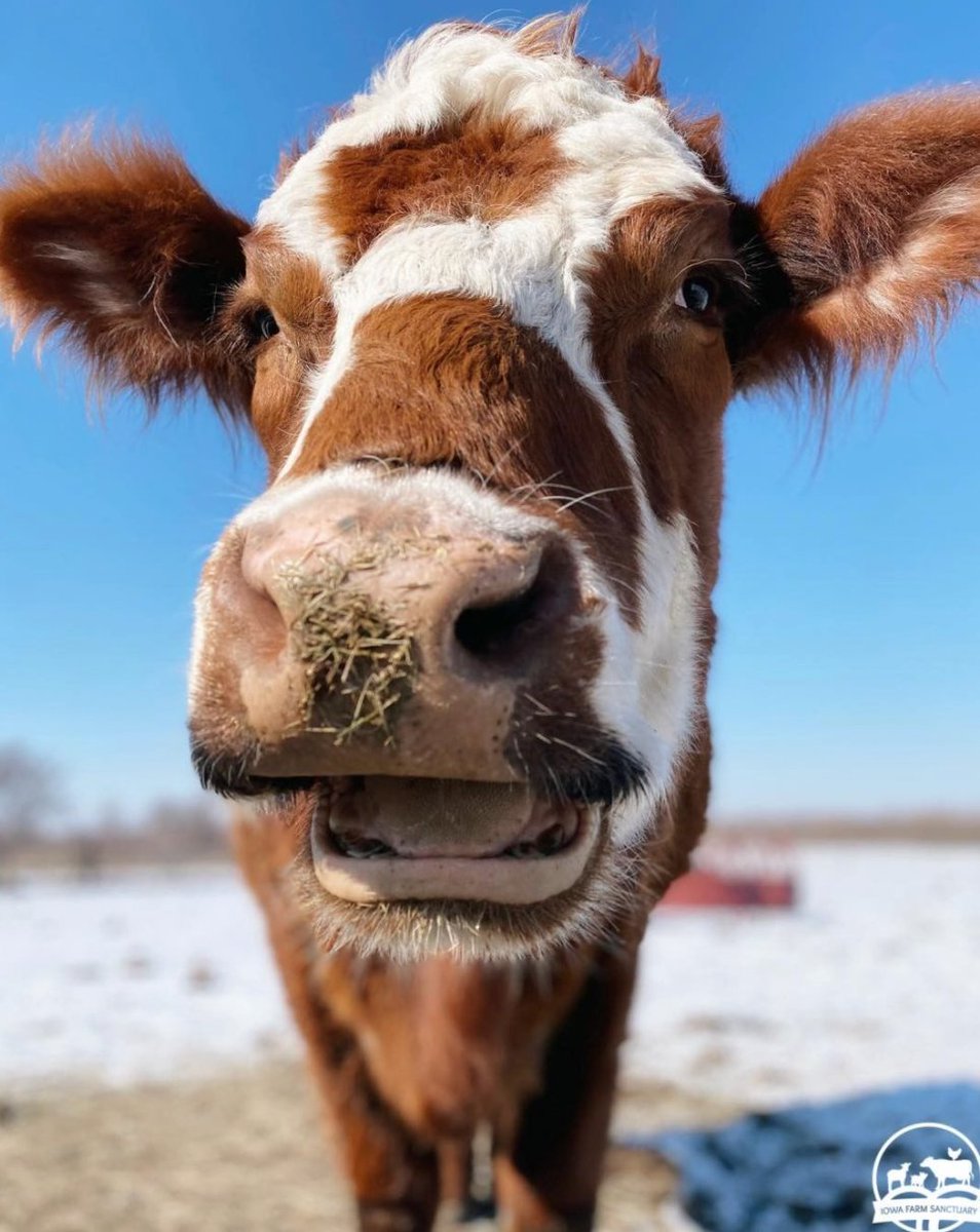 CowoftheDay1's tweet photo. 📅 11th March 2022
🐮 Pumpkin
🏷️ Instagram/iowafarmsanctuary
💕 #animaloftheday https://t.co/yrjyhfPpE3