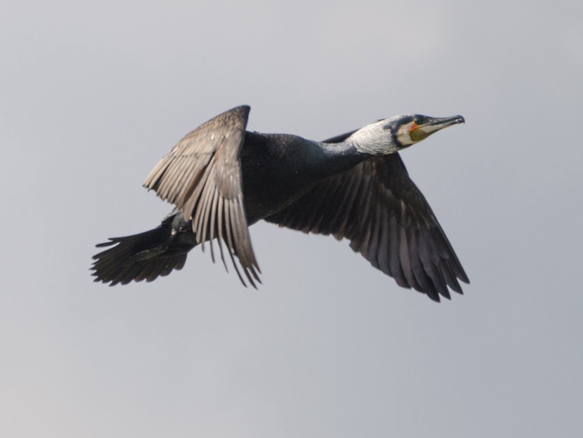 jacekstaszczuk's tweet image. #fotonadziś Kormoran. Marzec 2014 #kormoran #kochamwieś