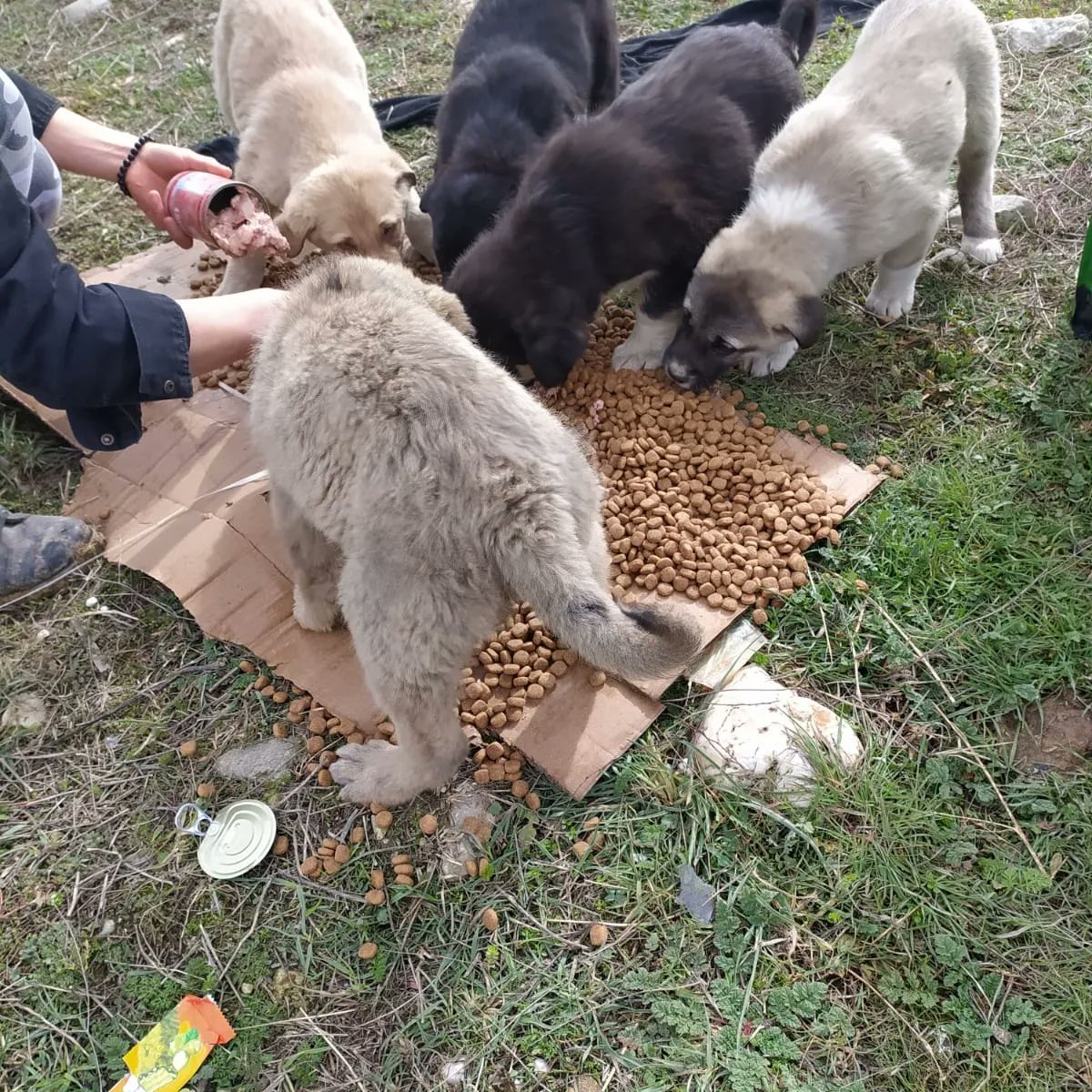 Boyabathayvan's tweet photo. Dilsiz ve savunmasız dostlarımıza mama ve et yemeklerini verdik çok şükür
Mama linki https://t.co/yspdR2rGhz https://t.co/R9Z9vji1Tq