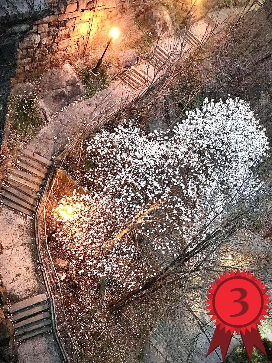 w111th's tweet photo. Congratulations to the winners of our #MorningsideLove photo contest.  We had over 50 submission and more than 1300 voters. 
Thank you to everyone who participated and congratulations to Shelley, Muneer, &amp; Liz! https://t.co/v50Aqlc2xu