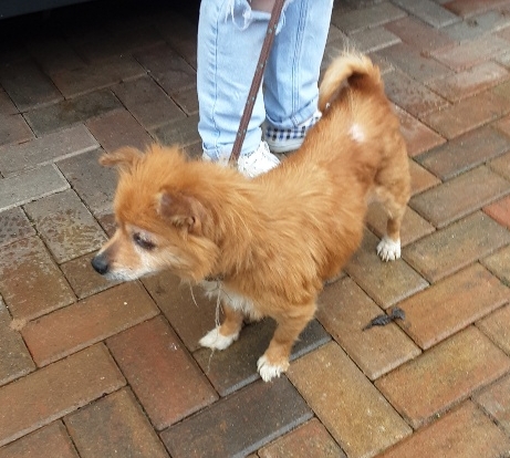 AdoptionsUk's tweet photo. Please retweet to HELP FIND THE OWNER of this stray dog FOUND #CoffeeHall #MiltonKeynes #England
Found 2 March 2022, now in the council pound for 7 days. This dog could be missing from anywhere in the country, please share ๐๐
DETAILS
https://t.co/UUUz8P3mK9
#dogs #Missing https://t.co/07B1hjWVFd