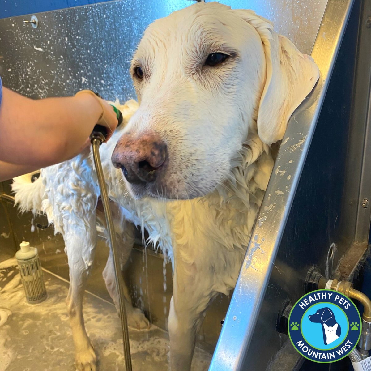 HealthyPetsMW's tweet photo. Beau the #Akbash getting a bath! ๐ฆ
.
.
.
#dogsofutah #cottonwoodheights #slcdogs #healthypets #doggrooming https://t.co/sYruL0HCVi