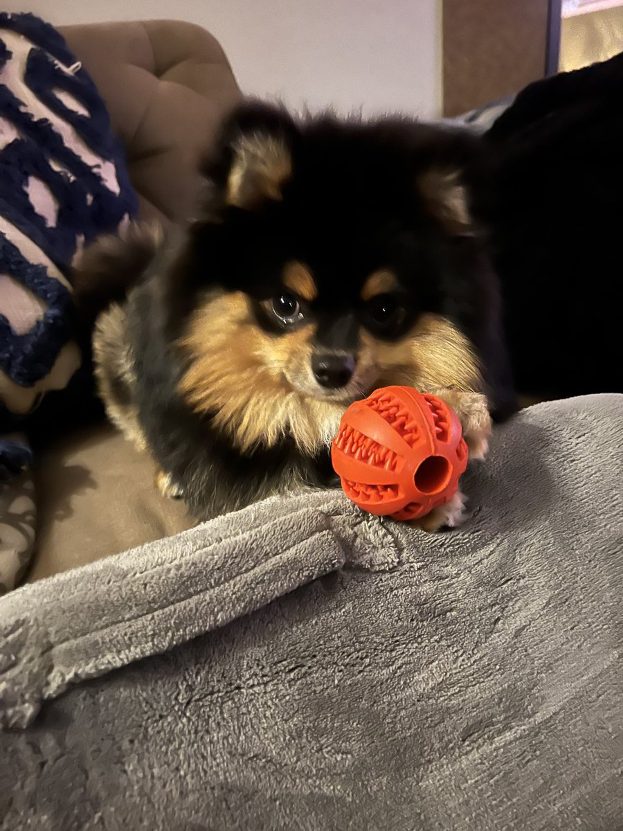 My baby Thumper! Always has a ball! 🙂