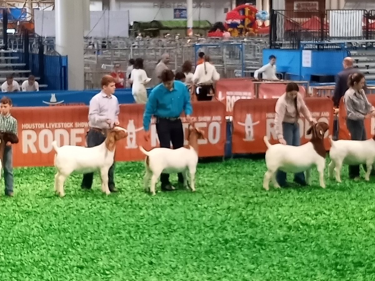 cypressparkffa's tweet photo. Outstanding job both inside and outside of the showring this weekend for Anthony Gonzalez at the Houston Livestock Show with his breeding boer goats. #RISEUP #ITT https://t.co/r0dZlBt5mv