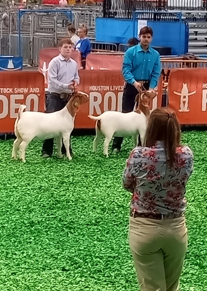cypressparkffa's tweet photo. Outstanding job both inside and outside of the showring this weekend for Anthony Gonzalez at the Houston Livestock Show with his breeding boer goats. #RISEUP #ITT https://t.co/r0dZlBt5mv