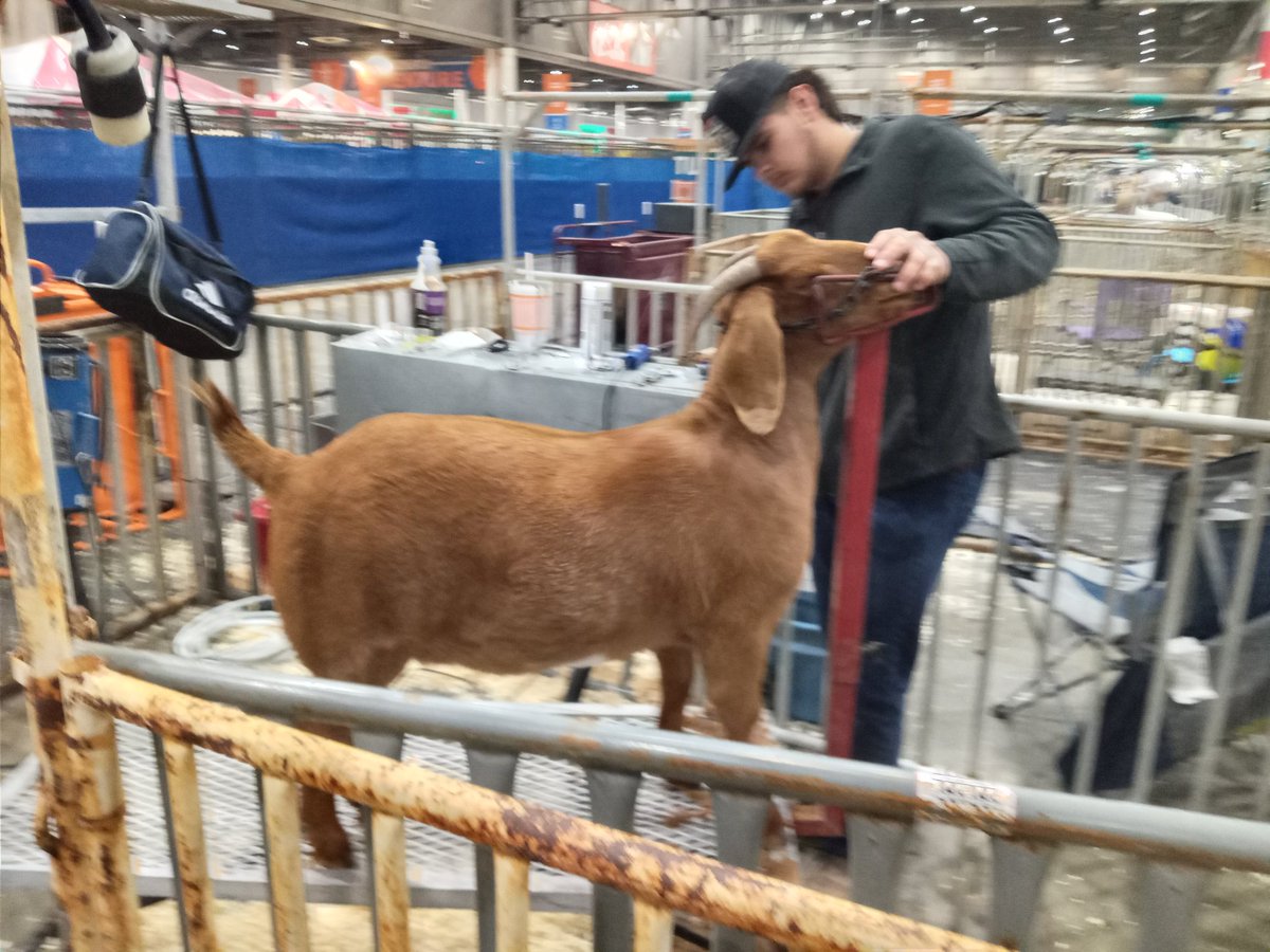 cypressparkffa's tweet photo. Outstanding job both inside and outside of the showring this weekend for Anthony Gonzalez at the Houston Livestock Show with his breeding boer goats. #RISEUP #ITT https://t.co/r0dZlBt5mv