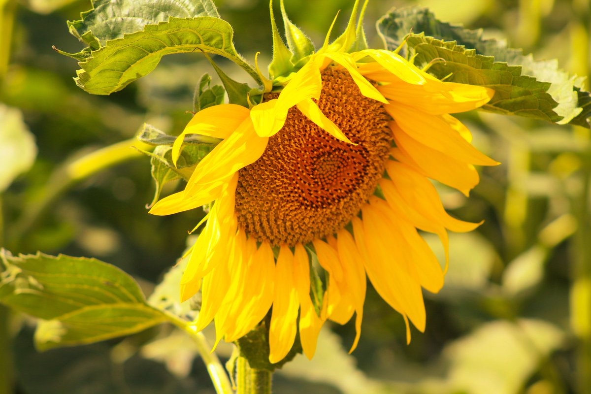 Good night Twitter friends, 
May peace be with us and love follow its way through everyone's heart.
💙💛
Thoughts and prayers for people in Ukraine. 
#peace #ukraine #stopwar #StandWithUkriane #prayforukraine