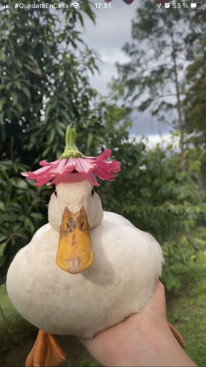 tomatup's tweet photo. Me inspiré de este patito bonito ajdjjd https://t.co/pcJk1npLti
