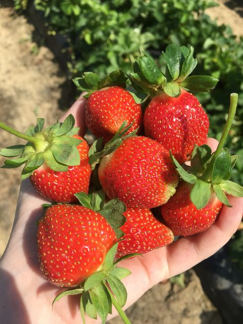 seokuva's tweet photo. strawberries !! 🍓☀️🧺 https://t.co/VdegcoDcQn
