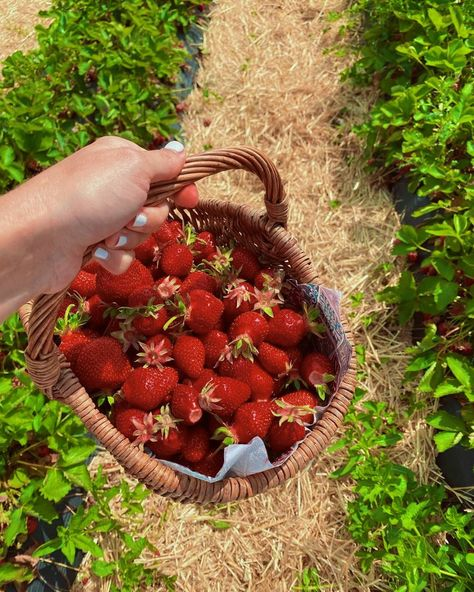 seokuva's tweet photo. strawberries !! 🍓☀️🧺 https://t.co/VdegcoDcQn