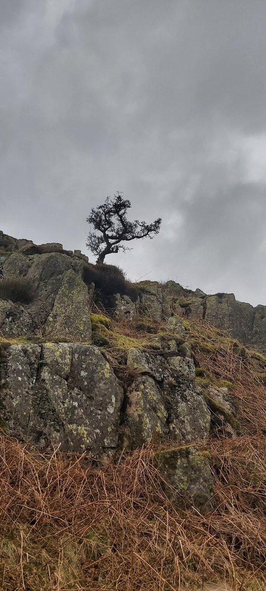 jon_redworth's tweet photo. @campbellclaret Near the summit above Ambleside in the Lakes this hardy specimen stands alone against the elements. 

May not be overly pretty but I thought its tenacity deserved credit! https://t.co/2F83N8unJQ