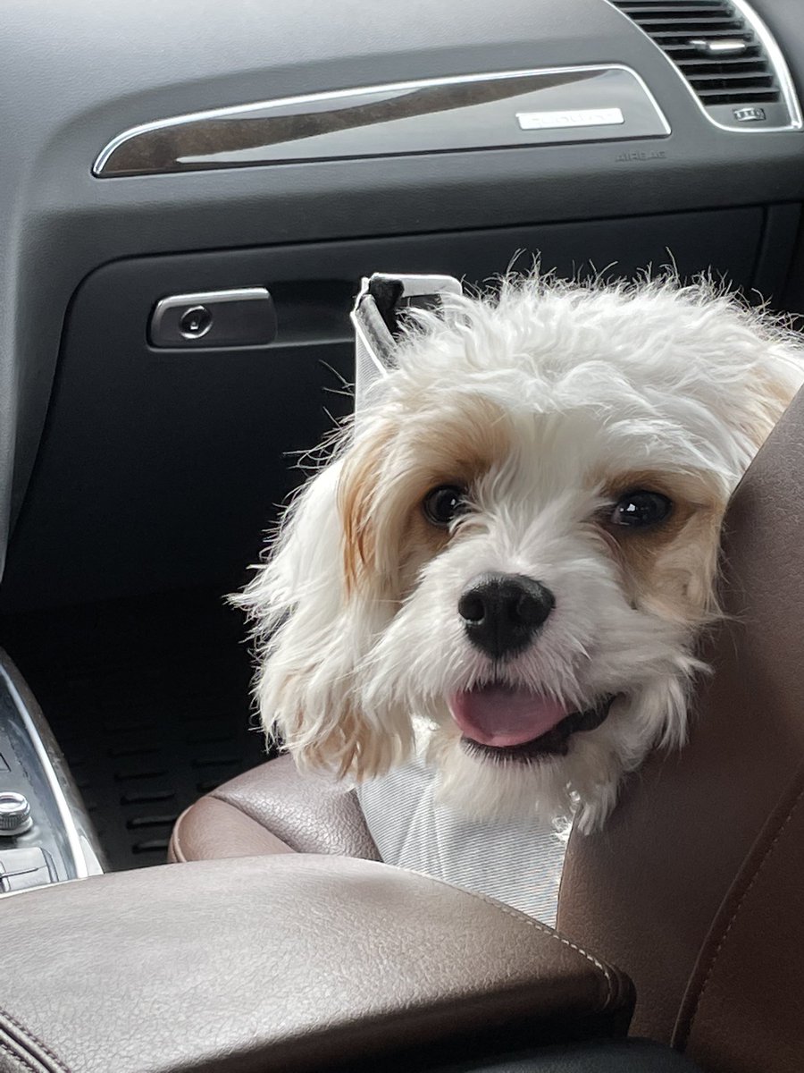 Bailey is out and about today… #Cavapoo #Audi #shopping