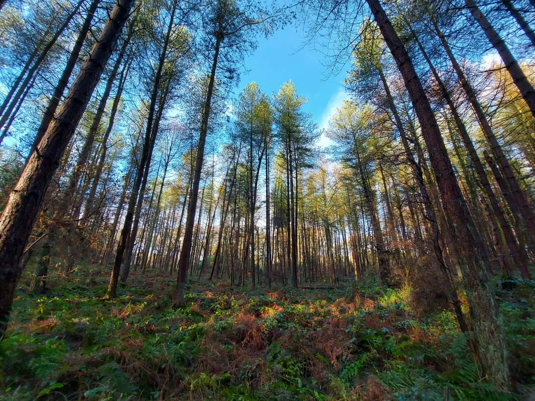 travelbugsimpso's tweet photo. #EyeHope that we can continue to help forest's thrive, support animals and insects to good numbers, prevent extinction and teach our children how wonderful the forest's are to support our own wellbeing. https://t.co/NNaSOsNre7