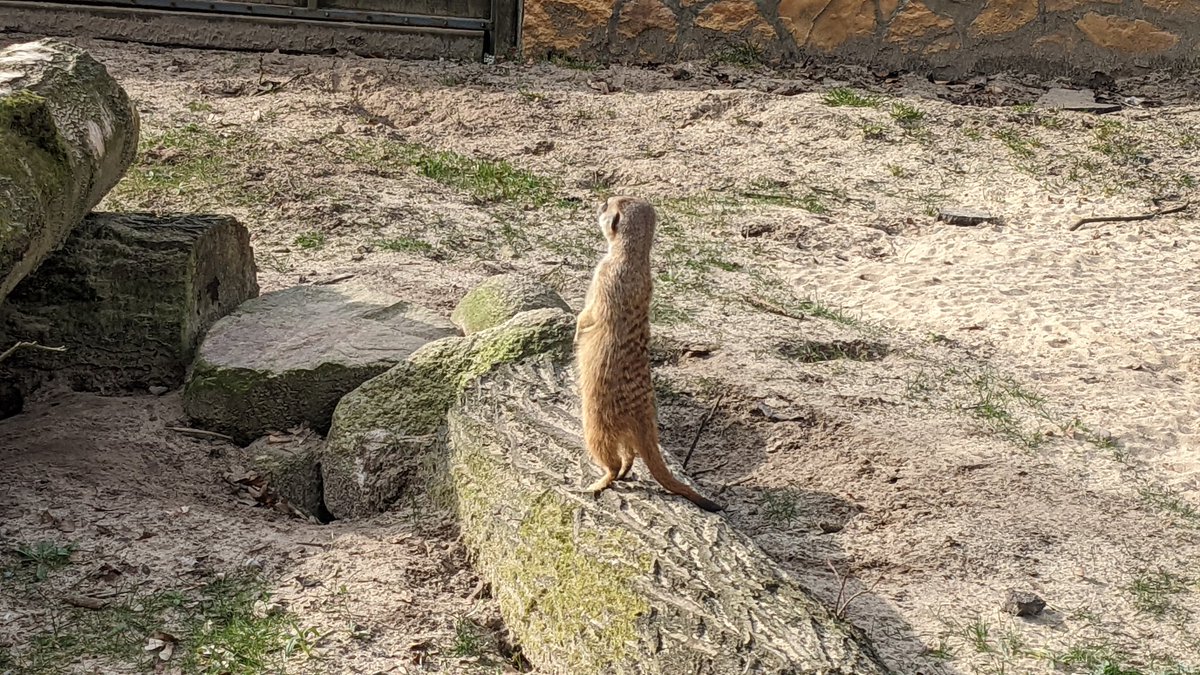 Verena_VIGLi's tweet photo. #Waldzoo #wingst #tiere #erdmännchen #otterndorf https://t.co/XX1Vgg7y0a