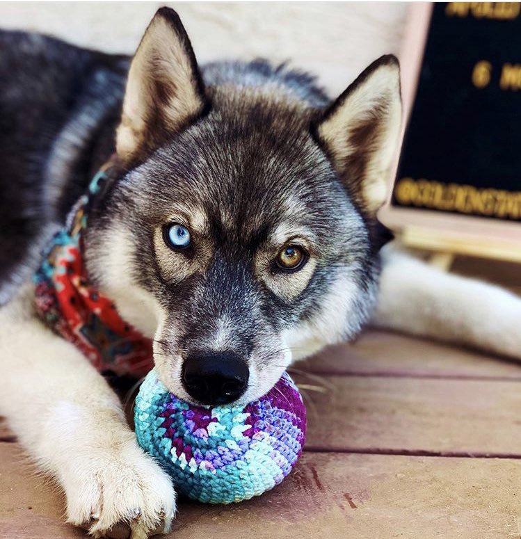 Courtney | The Knitted Arrow tweet media