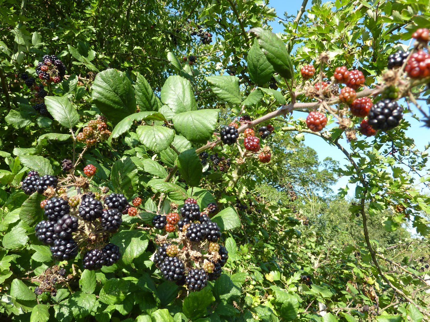 Rubus fruticosus
