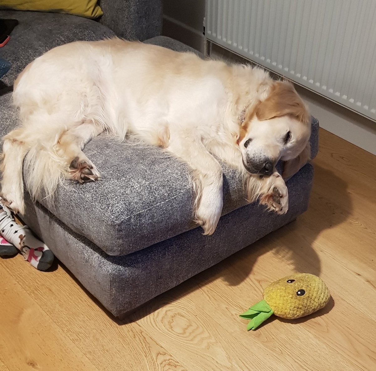 Ralph The Retriever tweet media