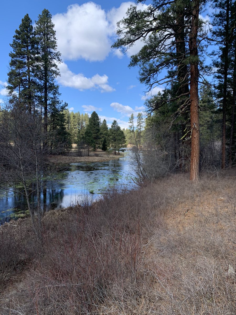 scottinthe503's tweet photo. Last but not least:
The head of the Metolius River. It bubbles out of the ground and after about 200 yards is a swift, beautiful river.
#ADayAway https://t.co/o33DfQt9gL