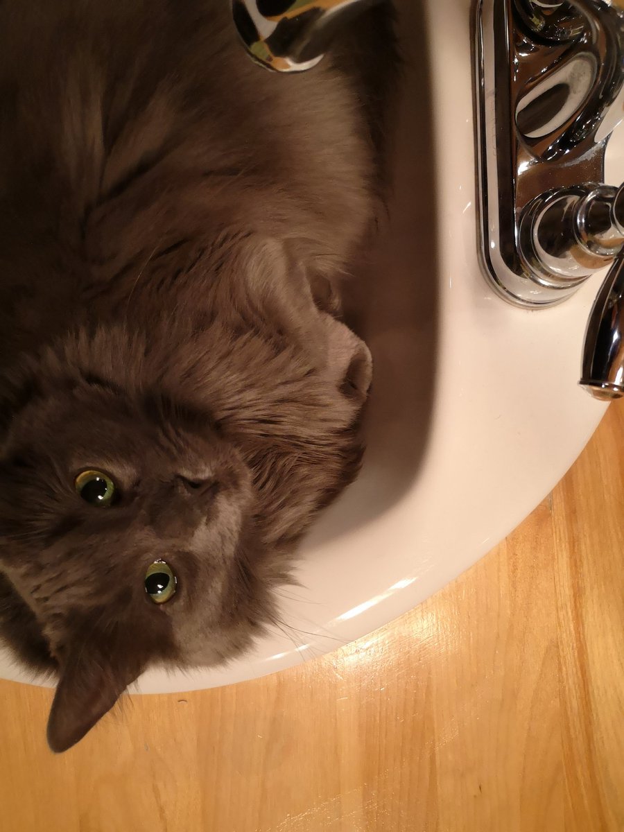 CutestKittyMika's tweet photo. Sink cat https://t.co/B3ozMypUB4