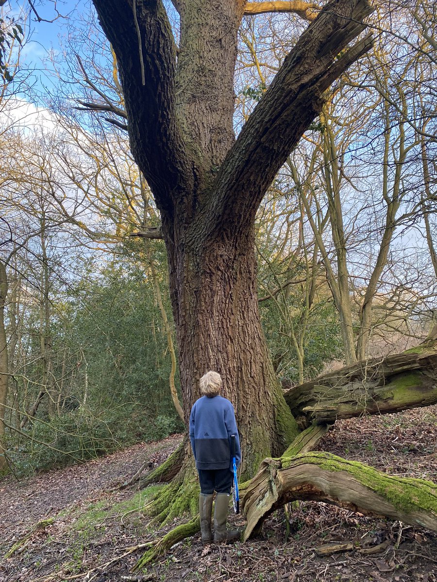 Respite from the weary worrying world - a walk along the lovely Nidd. Watching a Kingfisher fishing, startling a Woodcock as we walked through some wet woodland and admiring the beauty of Turkey tail fungi and majesty of enormous oaks @BSBIScience #peaceinnature