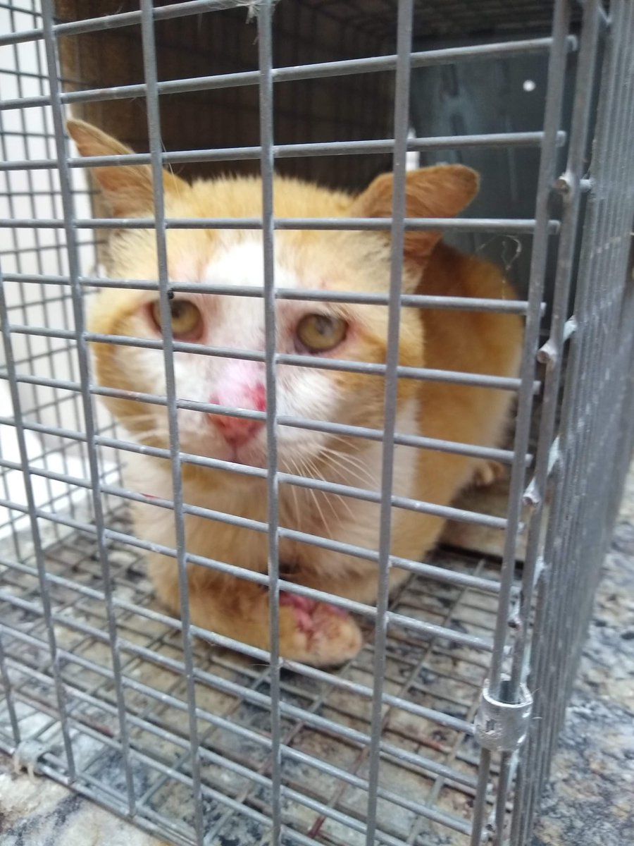 After months of trying to catch Jupiter, we finally got him. It was apparent that he was in pain had health issues. We were able to have the vet take care of him fully before he was released again where he has been recovering very well. <a href="/ObservatoryCats/">Observatory Cats</a>