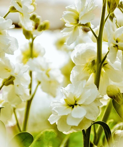 サカイユミコ つーちゃん 22年3月7日 Am5 50 誕生花 3 7 ストック 白色 花言葉 思いやり ひそかな愛 この写真は 検索したのです T Co Ri4wsnaedi Twitter