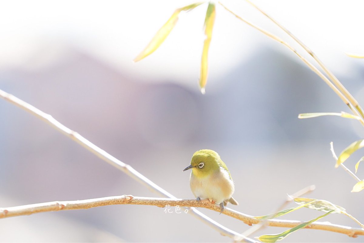 ꕤ*.ﾟ

#野鳥
#野鳥写真
#メジロ
#キリトリセカイ
#ファインダー越しの私の世界 
#写真
#NoWar