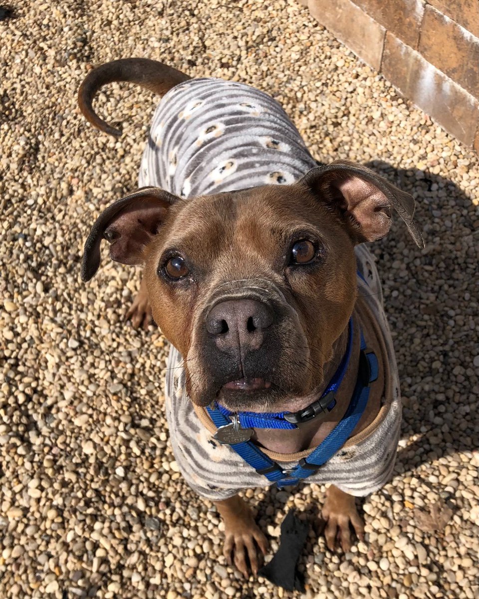 AnimalLeague's tweet photo. Chesney (#T105365) is a terrier mix who is looking for a quiet home with a fully fenced in yard for him to run around and play in. His wish is to find home where his people are never too far away. Tweet us for more info! #ScoobyStrong #GetYourRescueOn #Adopt #SeniorSunday #Dogs https://t.co/HLj2HKbK9W