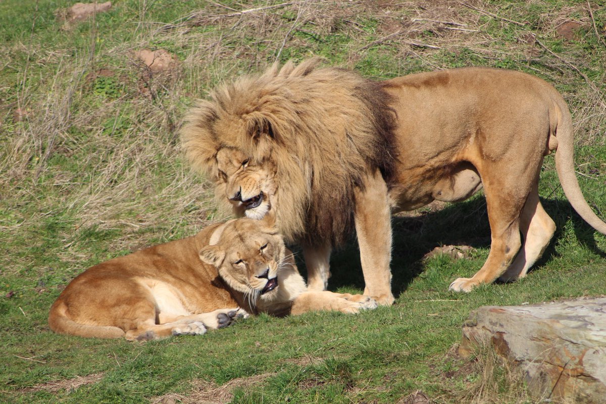 LifeInSlowMoti2's tweet photo. Some photos from today @YorkshireWP !!

#yorkshirewildlifepark #tigers #leopards #lions #bigcats #photography https://t.co/oJeoZ5Qv8z