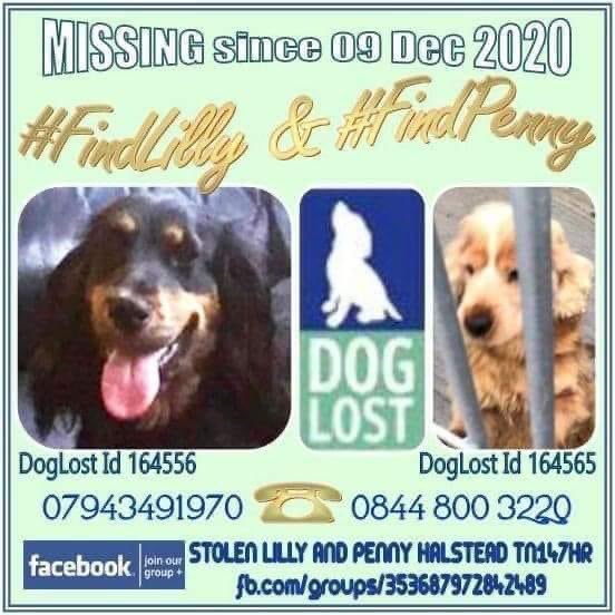 02Luna777's tweet photo. Thank you everyone who tweeted for #findlllyandpenny 
Missing from sevenoaks halstead Kent their owner is overwhelmed @KarenFi51820768 @rosiedoc666 🥰 xxxxxc https://t.co/0e6Rc1VfOo