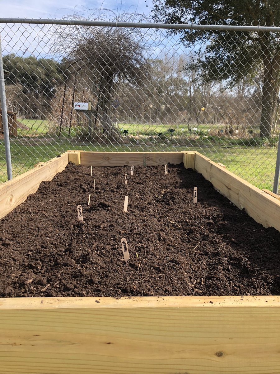 SGresham03's tweet photo. Planting with our fourth graders this week has been a success! They are loving learning about vegetables and gardening! #STEAM @BrenhamElem #BESFiesta https://t.co/Ck6lnfLxo3