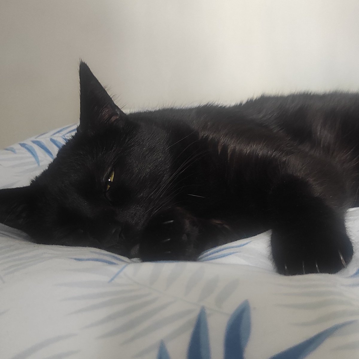 _Miriam37's tweet photo. Domingo de siestita 🐈‍⬛ https://t.co/04IuESnMVC