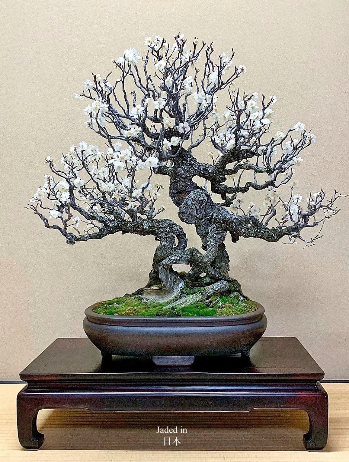 Francoise Van Straelen A Beautiful Japanese Apricot White Plum Blossom Specimen At The Shunkaen Bonsai Museum 春花園 Bonsai 美術館 In The Edogawa Ward 江戸川区 Of Tokyo Japan Via Francoise Van Straelen A Beautiful Japanese Apricot White Plum Blossom Specimen At The Shunkaen Bonsai Museum 春花園 Bonsai 美術館 In The Edogawa Ward 江戸川区 Of Tokyo Japan Via