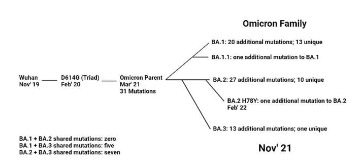 Dominasi varian omikron belum berakhir, karena kehadiran anak1nya omikron. Sekarang sirkulasi BA.1 masih pegang peran pd saat penurunan kurva pandemi. Dikhawatirkan dapat kembali meningkat ketika BA.2 ambil alih, karena angka reproduksi 1.5 kali lebih tinggi BA.1, lebih menular.