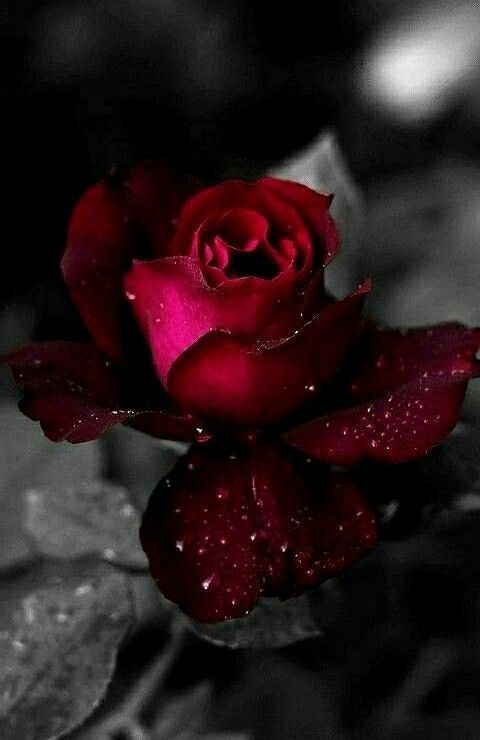 بادِرْ إِلى العيشِ والأيامُ راقدةٌ
ولا تكنْ لصروفِ الدهرِ تنتظرُ
فالعمرُ كالكأسِ يبدو في أوائلِه
صَفْوٌ وآخرُه في قعرهِ كدرُ🕊🌿