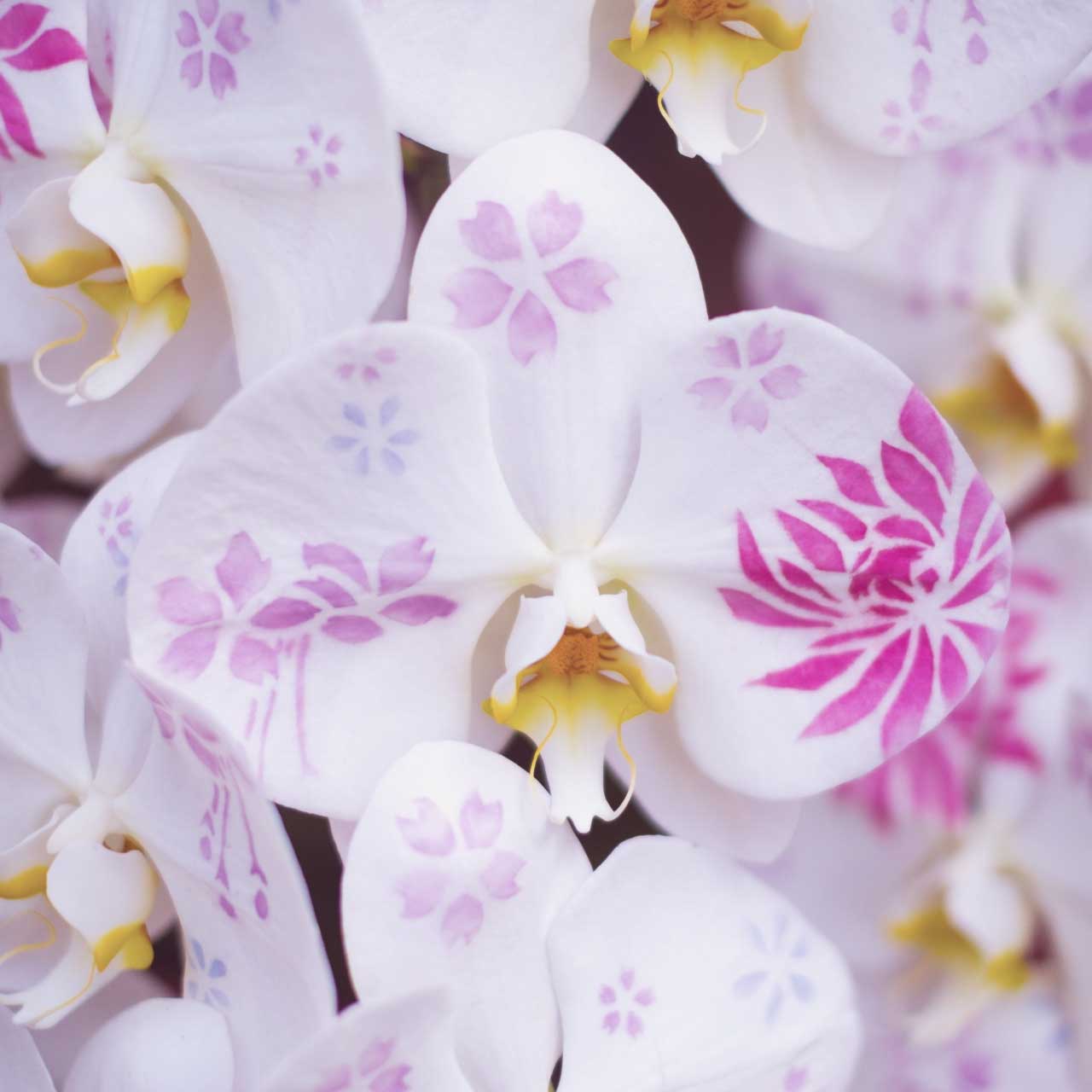 コチョラ 花に満ちた暮らし Kochora Fg Twitter