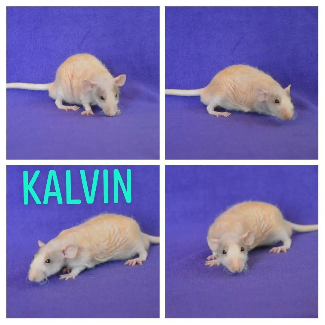ToesTails's tweet photo. Three handsome stud muffins, looking for families to love 💕.
#rattery #spartanburgsc #spartanburg
#SpartanburgSCrattery https://t.co/ftp0LqkLXh