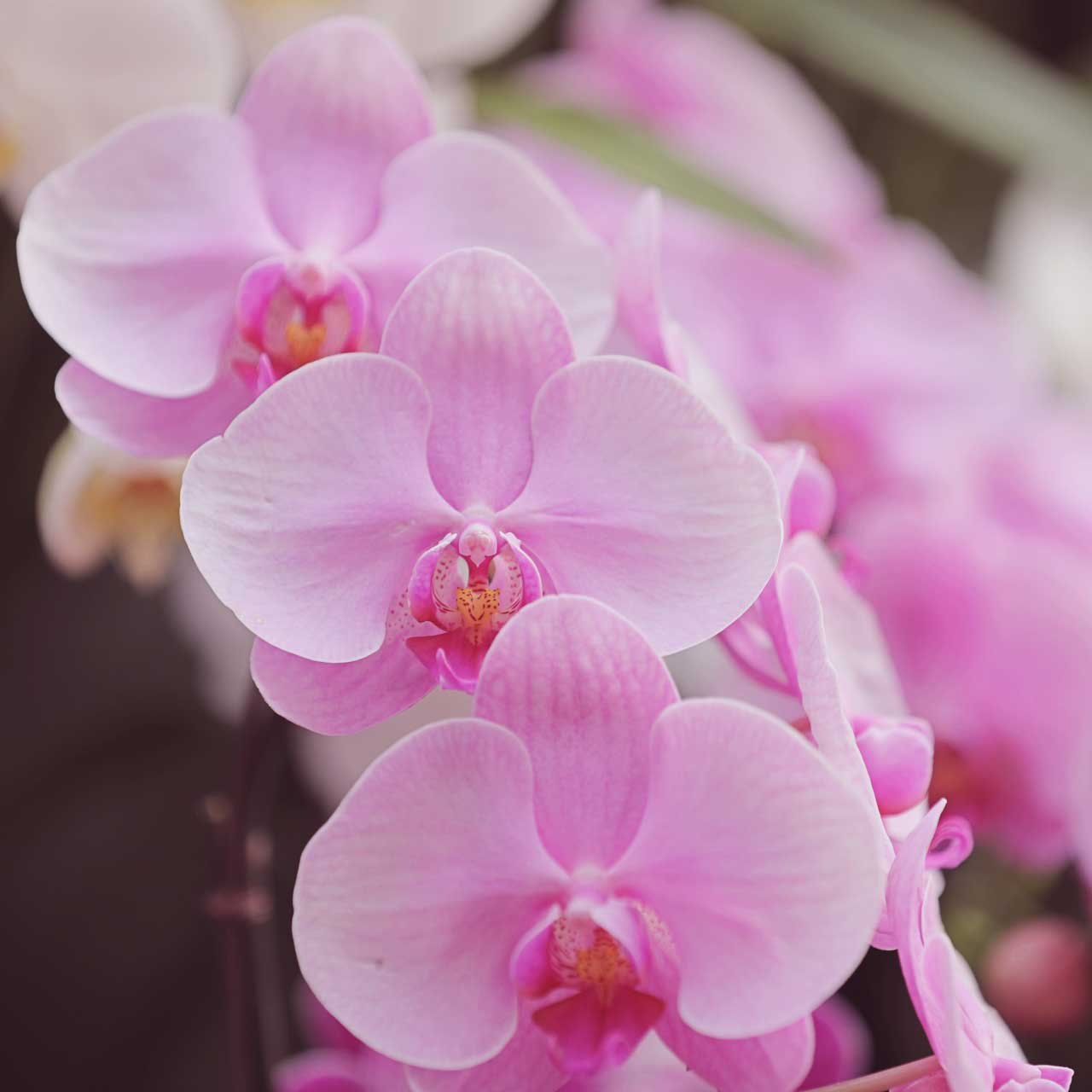 コチョラ 花に満ちた暮らし Kochora Fg Twitter