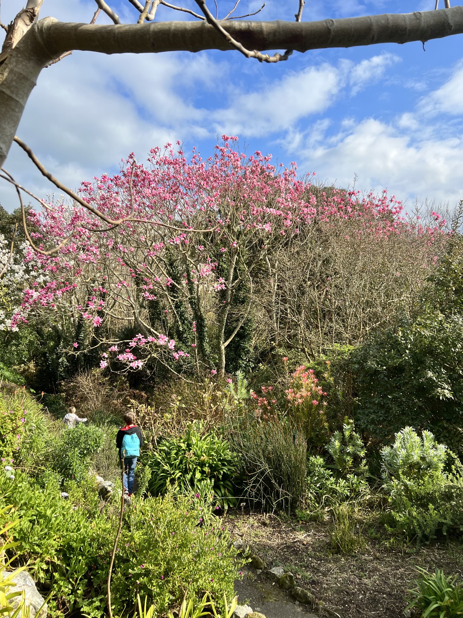 Ventnor Botanic Garden (Ventnor_Botanic) / Twitter