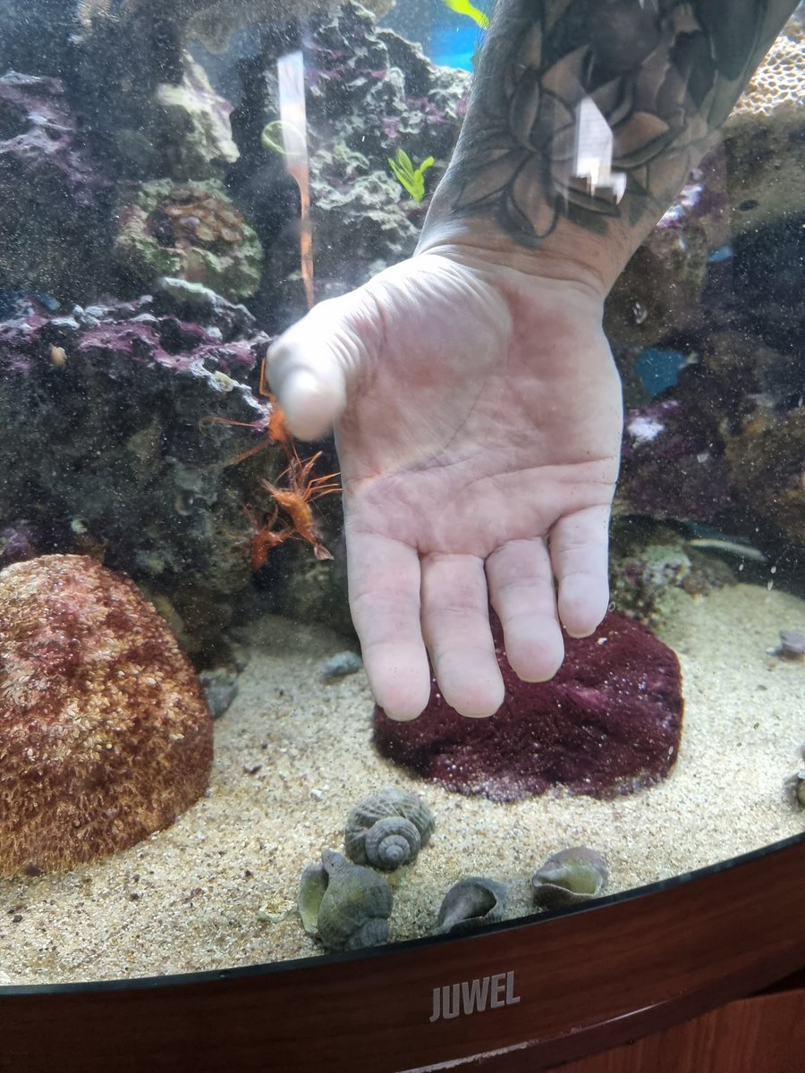 Playin with the peppermint shrimps 🤣