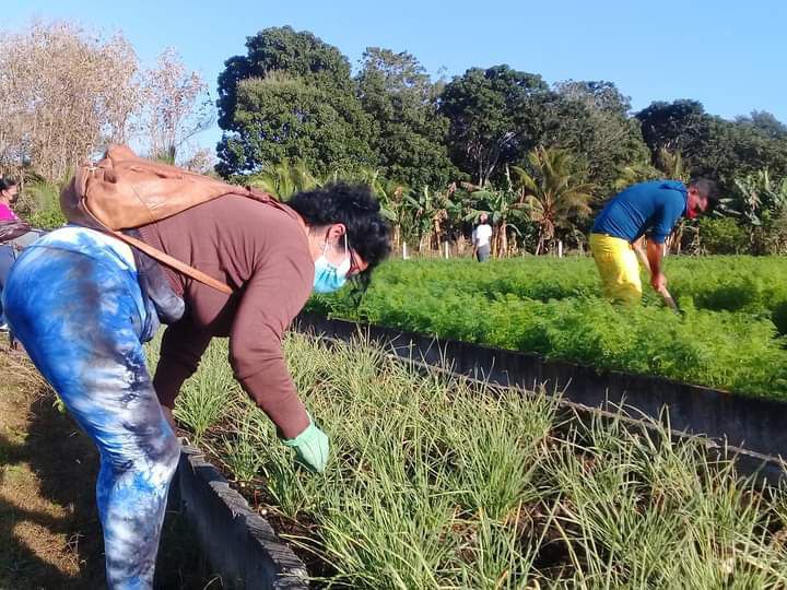 🧑‍🌾Trabajo voluntario convocado por la #CTC en saludo a la Asamblea provincial del #PCC, que se realizará el próximo viernes 11 de marzo. Labores de higienización y productivas se realizan esta mañana de domingo en #Pinarctc.